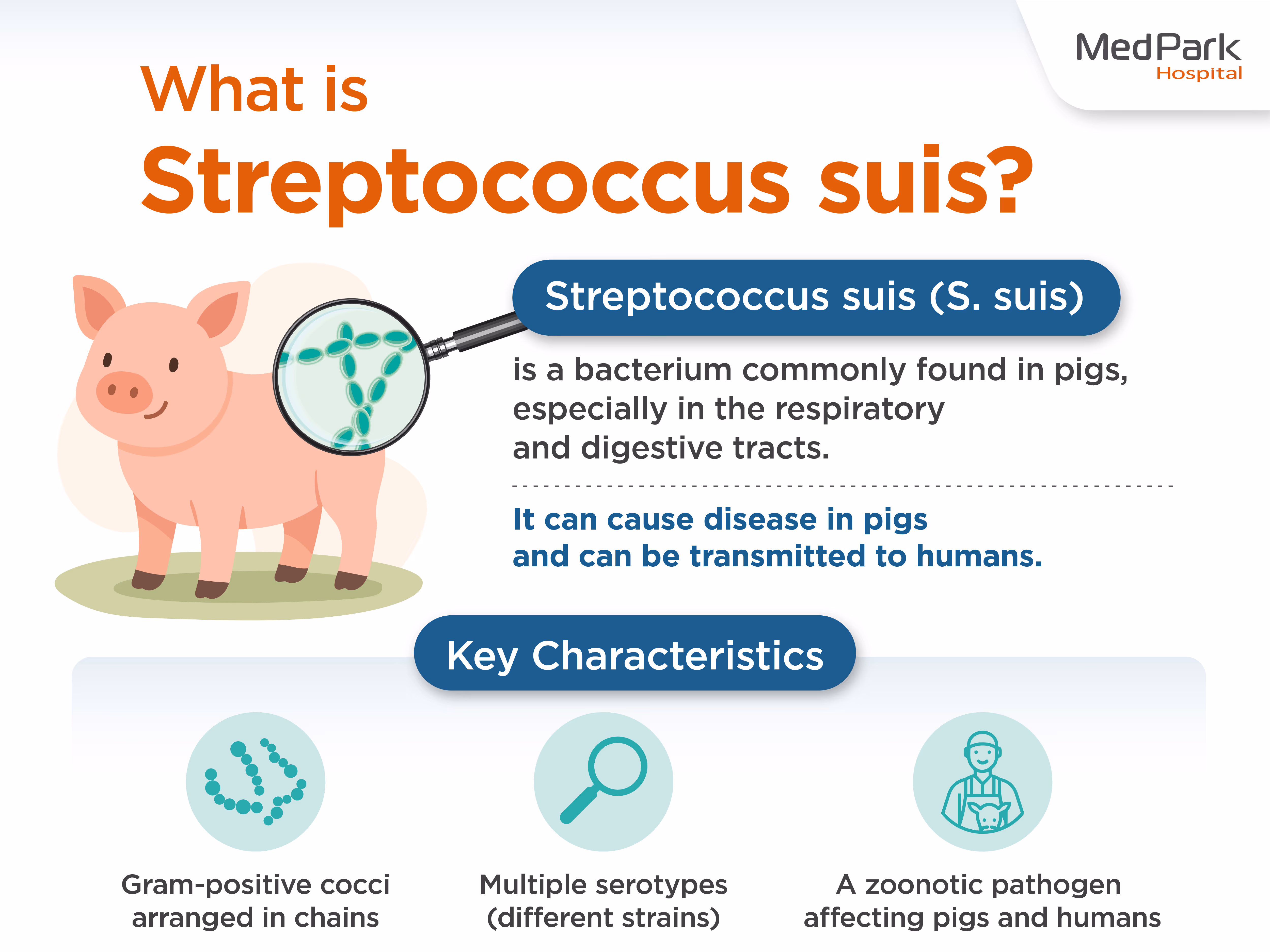 Streptococcus suis is a bacterium commonly found in pigs. It primarily colonizes the upper respiratory tract, particularly the tonsils and nasal cavities, as well as the gastrointestinal and reproductive systems of healthy swine. In many instances, the bacterium colonizes the host without causing overt clinical disease, resulting in asymptomatic carriers that can transmit the pathogen to other pigs and, occasionally, to humans.