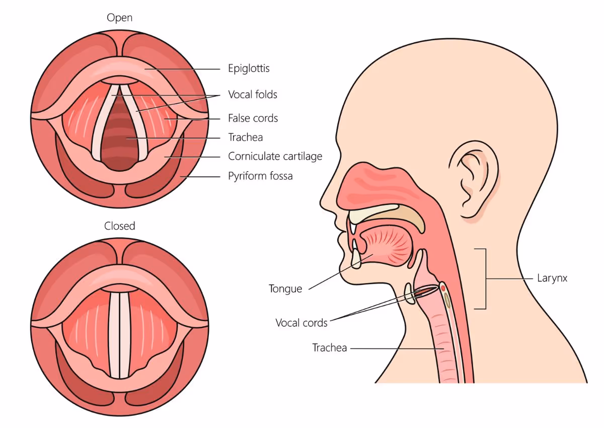 กล่องเสียงอักเสบ (Laryngitis) รูปเส้นเสียงเปิดและปิด