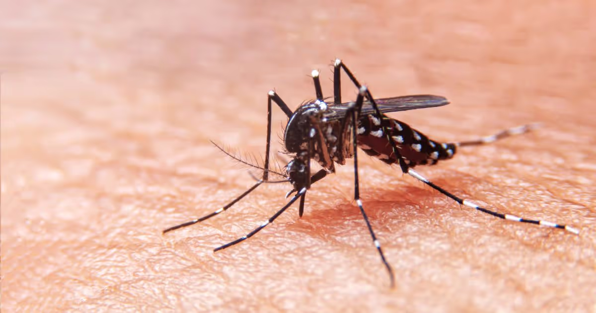 สาเหตุ อาการ การรักษา ไข้เลือดออกกี่วันหาย - Dengue fever - Causes, Symptoms, treatments, how long does it last?