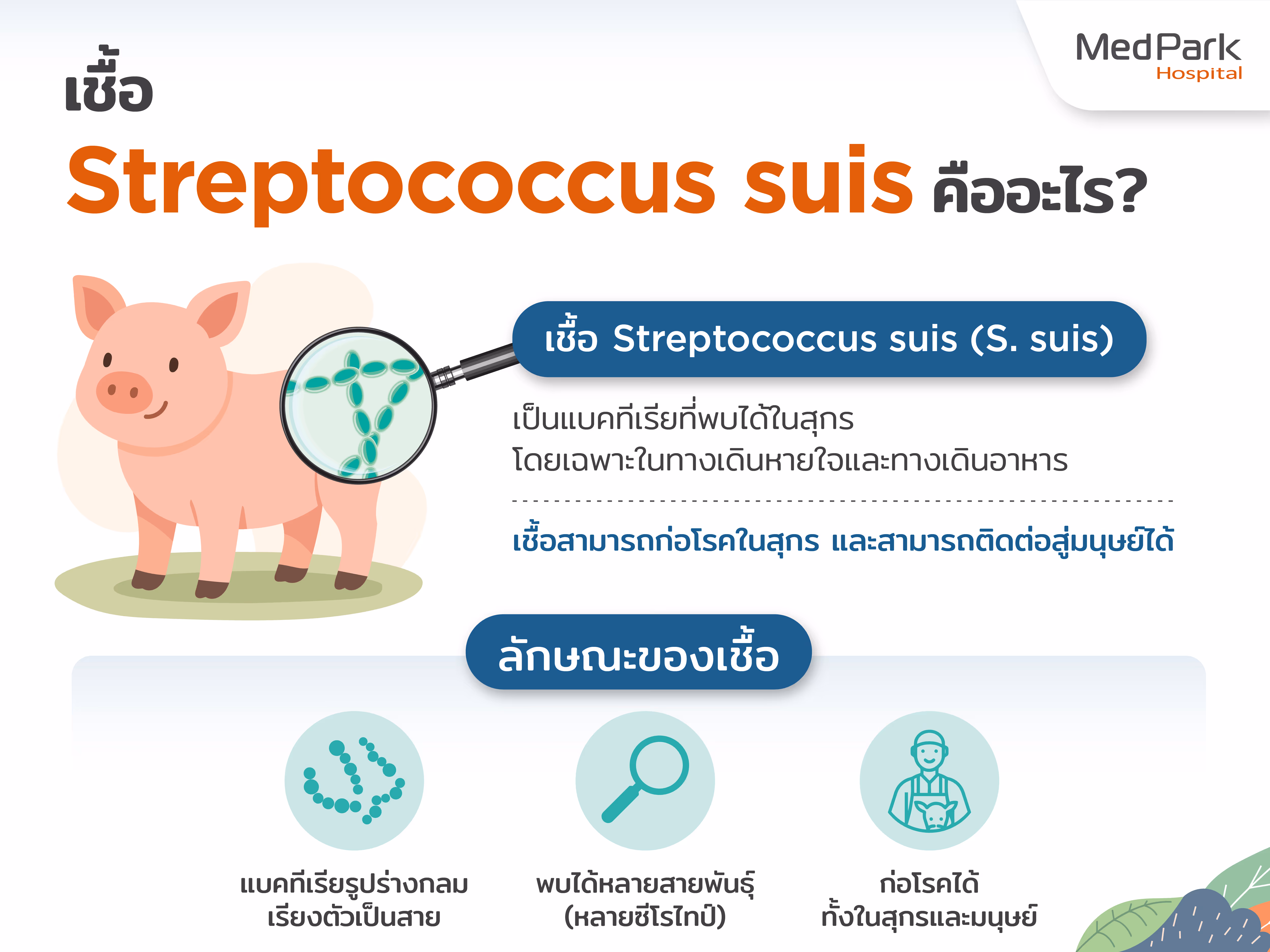 เชื้อ Streptococcus suis เป็นเชื้อแบคทีเรียที่พบได้ในสุกร มักอาศัยอยู่ในทางเดินหายใจส่วนบน เช่น ต่อมทอนซิลและโพรงจมูก ระบบทางเดินอาหาร และระบบสืบพันธุ์ของสุกรที่มีสุขภาพดี เชื้อแบคทีเรียชนิดนี้สามารถอาศัยอยู่ในร่างกายสุกรโดยไม่ก่อให้เกิดโรค ส่งผลให้สุกรเหล่านี้เป็น “พาหะที่ไม่แสดงอาการ” (asymptomatic carriers) และสามารถแพร่กระจายเชื้อไปยังสุกรตัวอื่นหรือสู่มนุษย์ได้