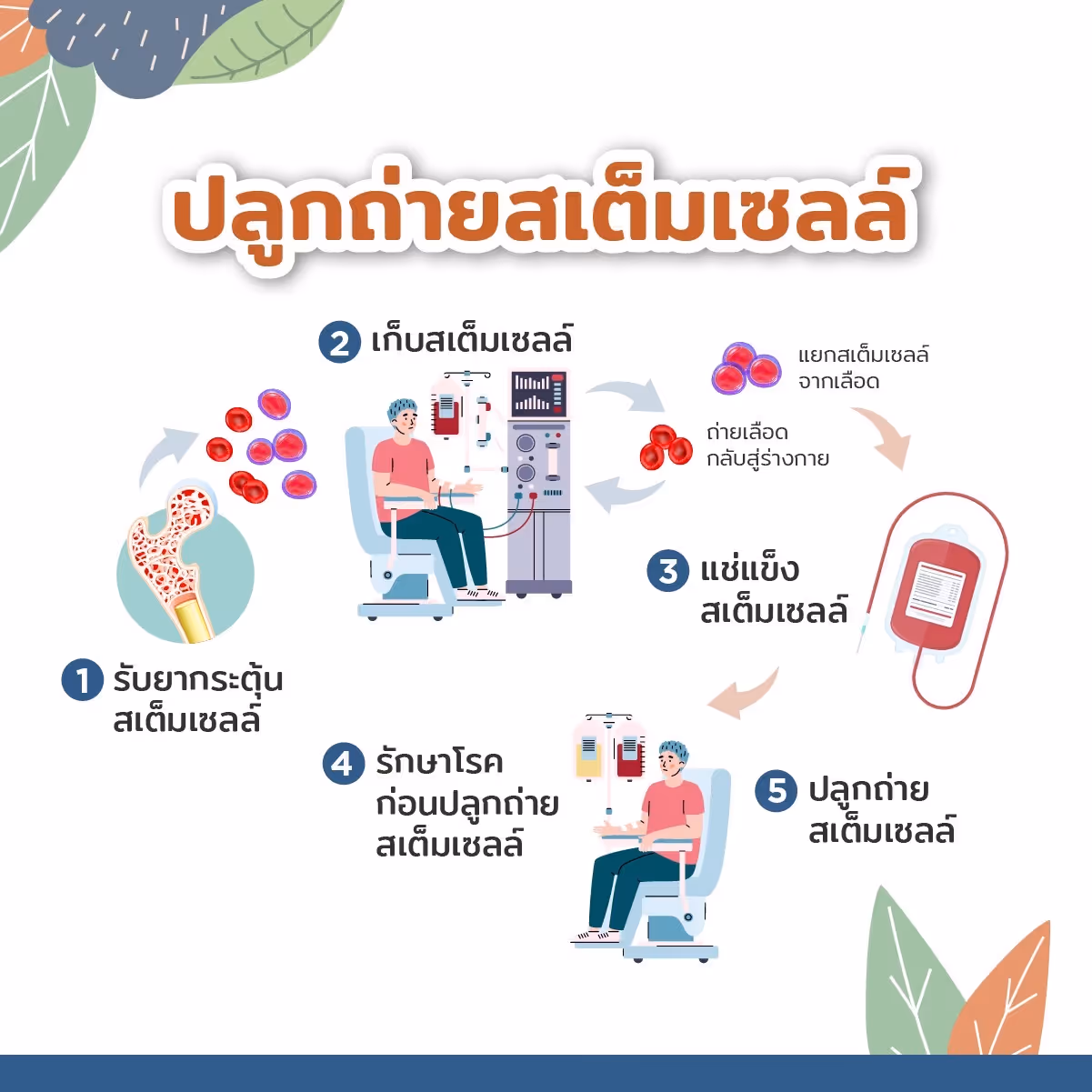 ขั้นตอนการปลูกถ่ายไขกระดูก หรือสเต็มเซลล์