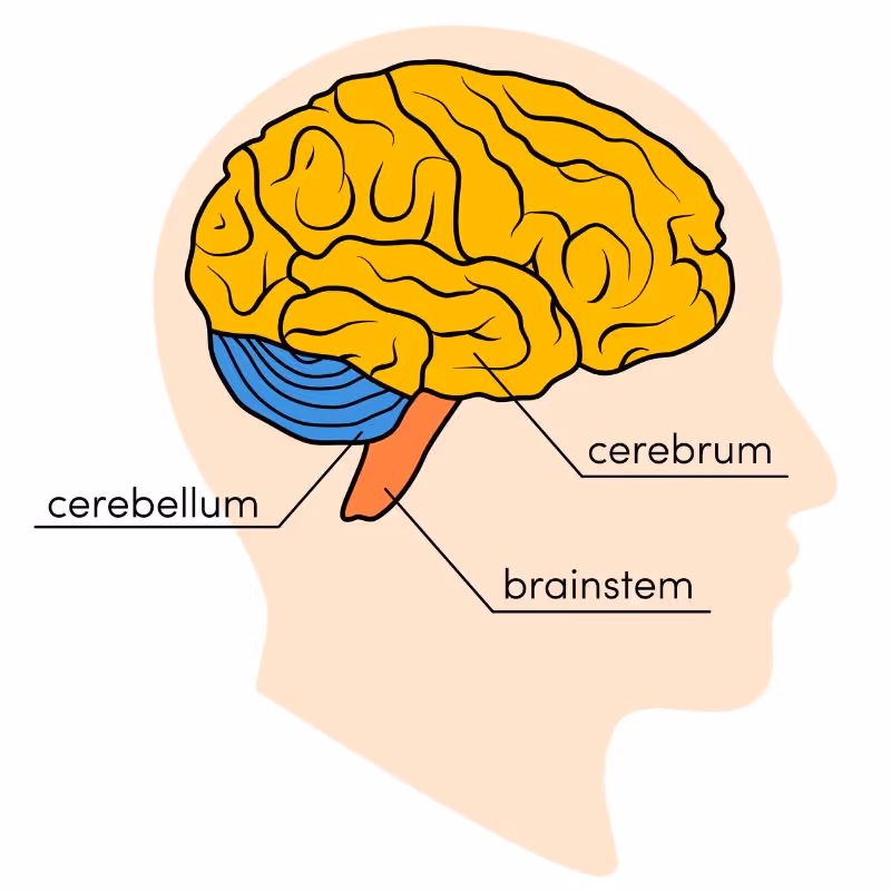 How many parts of the brain?