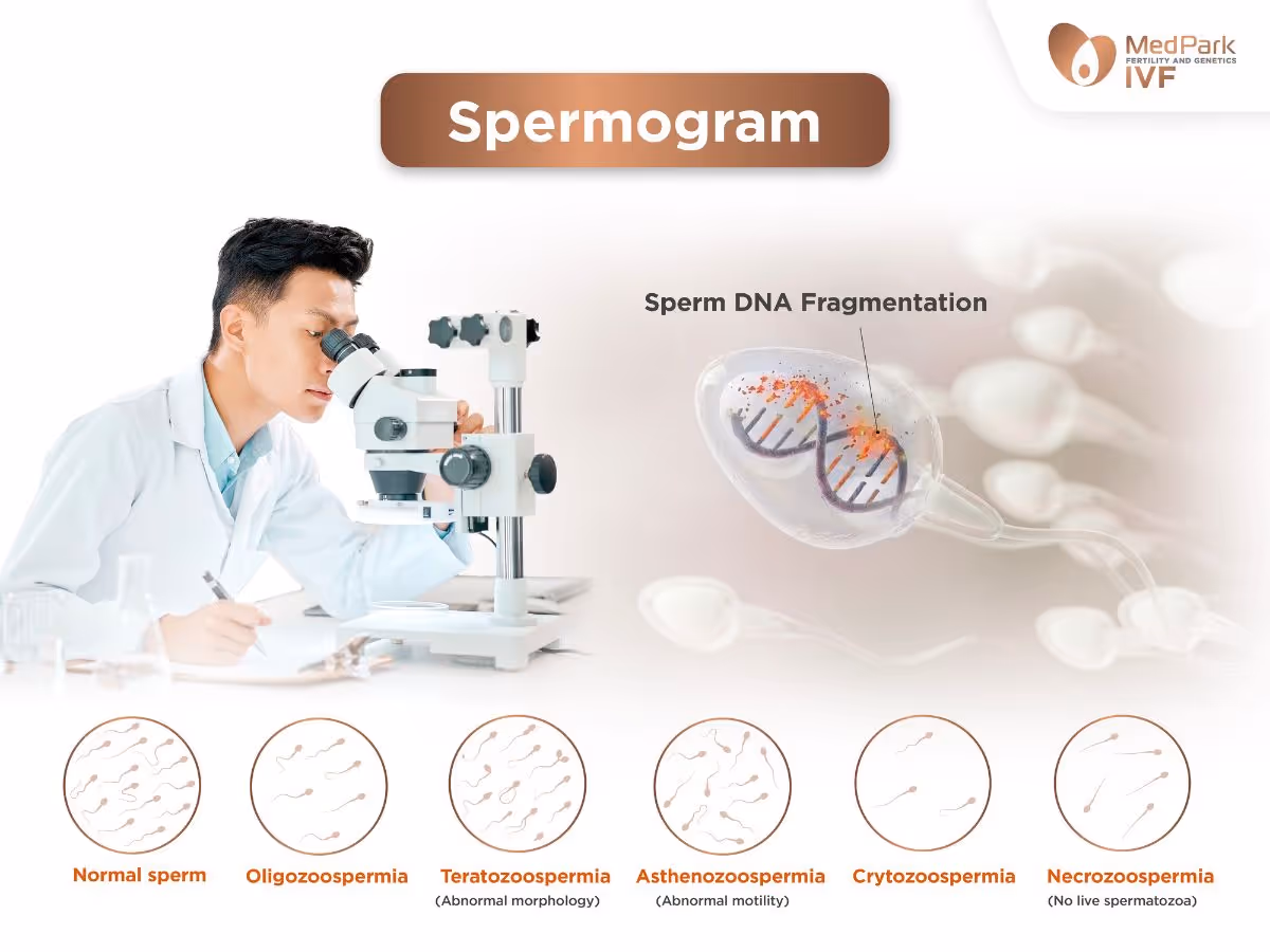 Scientists analyze sperm DNA fragmentation (DFI)