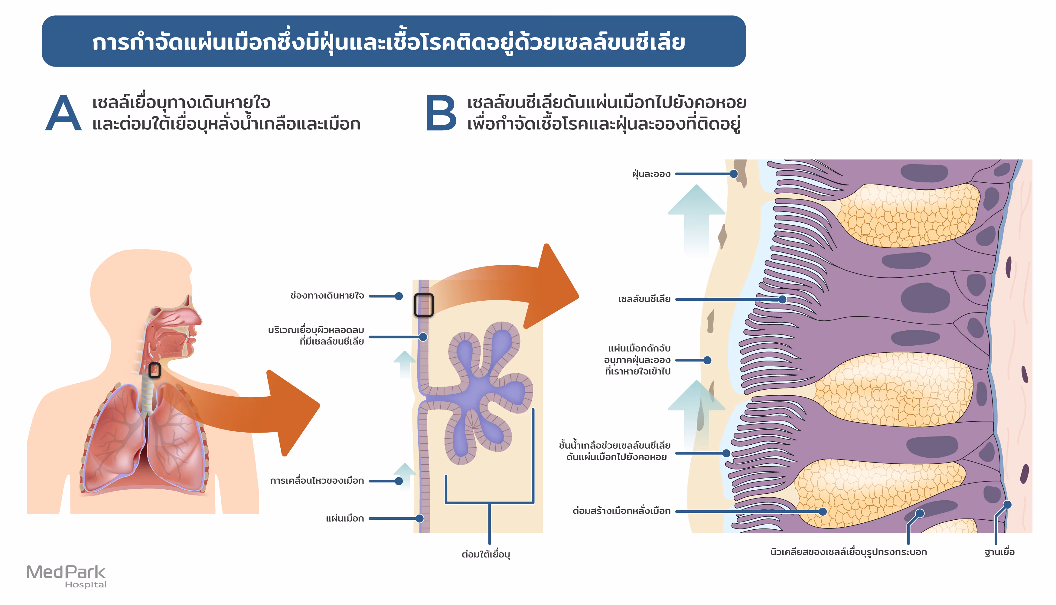 กลไกการกำจัดฝุ่น และเชื้อโรค ในร่างกาย