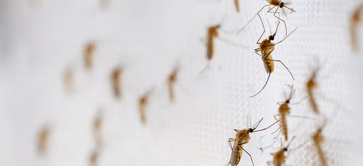 การติดต่อแพร่เชื้อไข้ชิคุนกุนยา