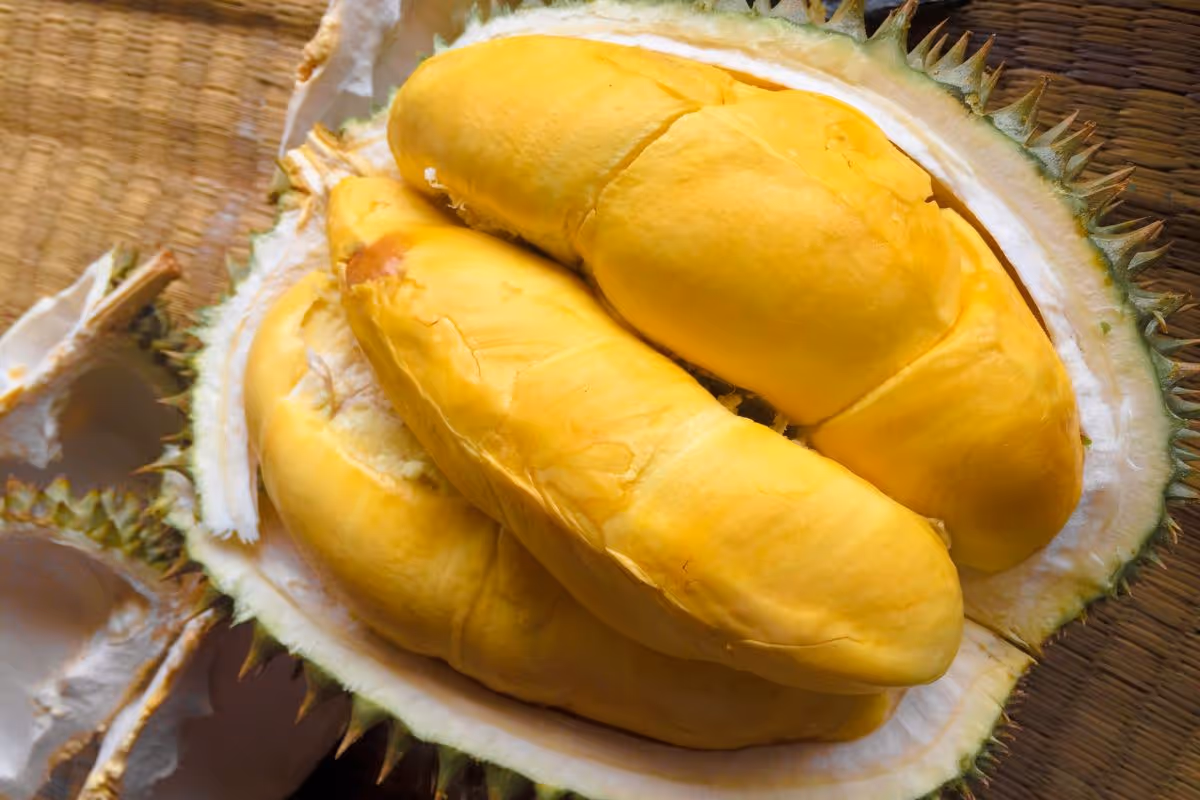 Durian Banner 4