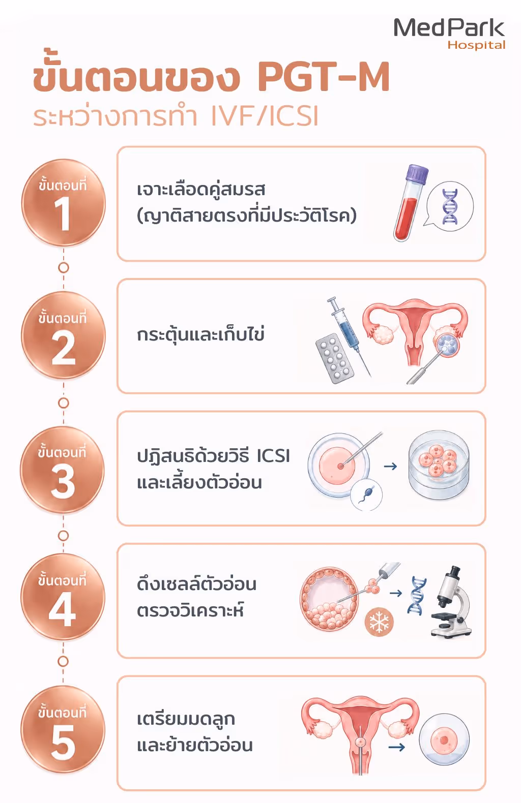 ขั้นตอนของ PGT-M ระหว่างการทำ IVF/ICSI ในภาพอธิบายขั้นตอนและภาพประกอบการทำ PGT-M