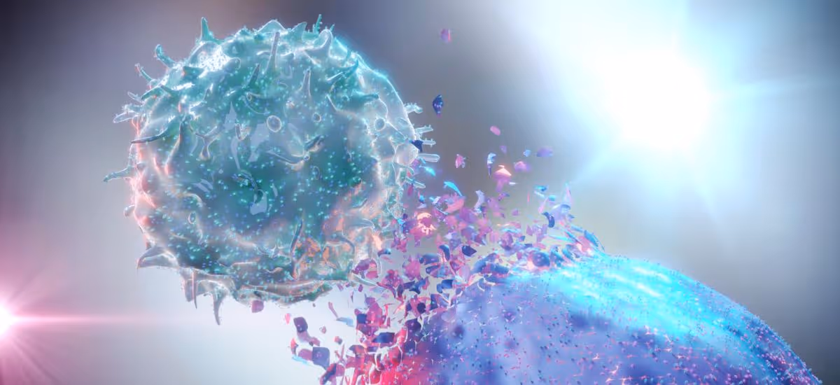 Natural Killer Cells destroying a cancer cells เซลล์ธรรมชาติต่อสู้กับเซลล์มะเร็ง