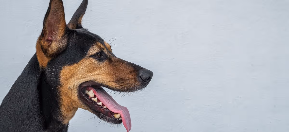 โรคพิษสุนัขบ้า - Rabies อาการ พาหะของโรค วัคซีนป้องกันโรคพิษสุนัขบ้า