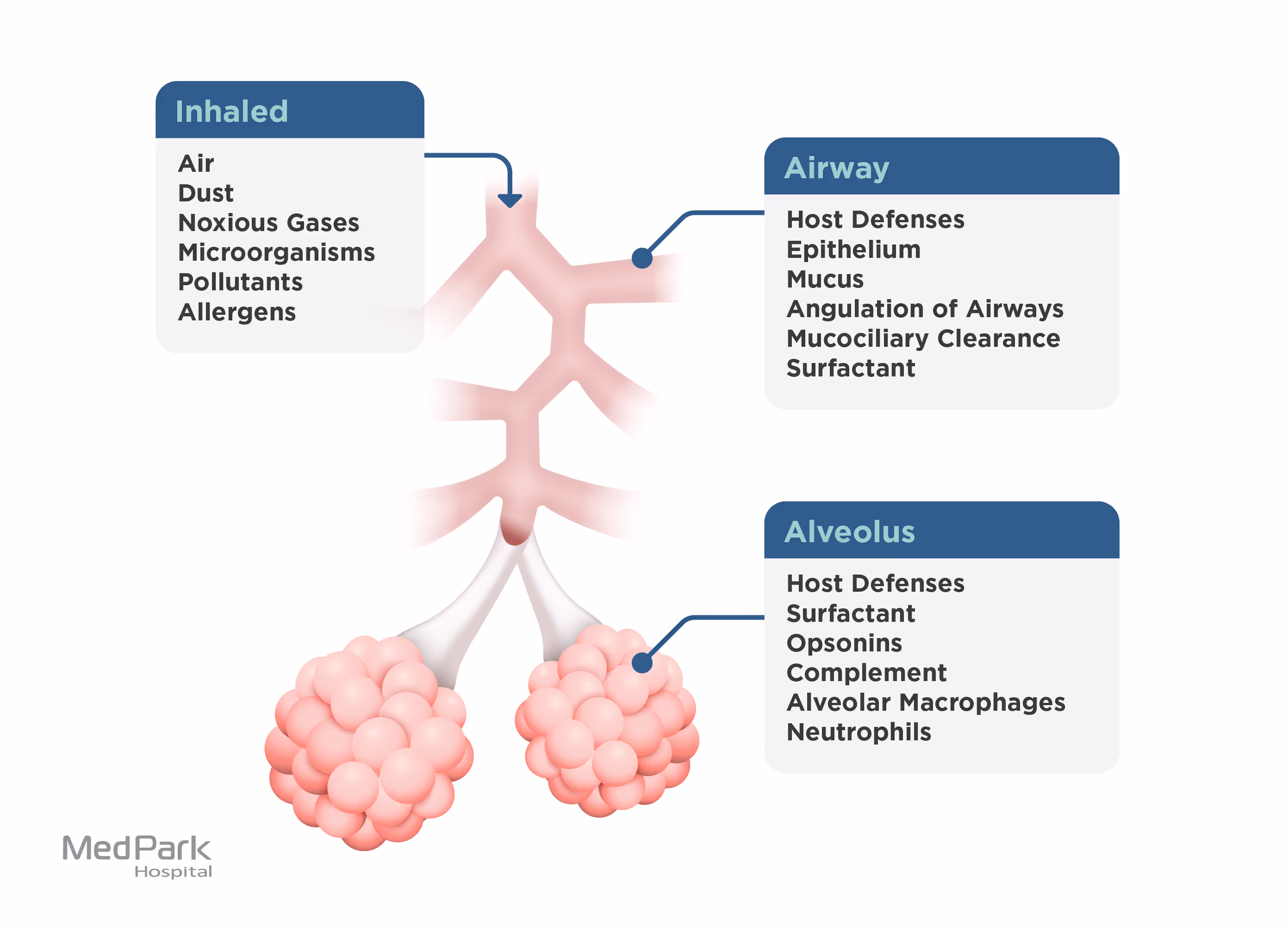 Excessive PM2.5 is harmful to the lungs and heart.