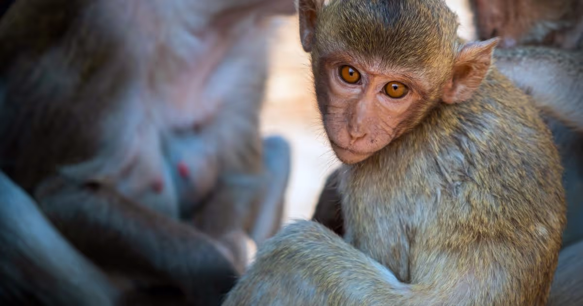 อาการ การติดเชื้อ สาเหตุ การรักษาโรคฝีดาษลิง (Monkeypox)