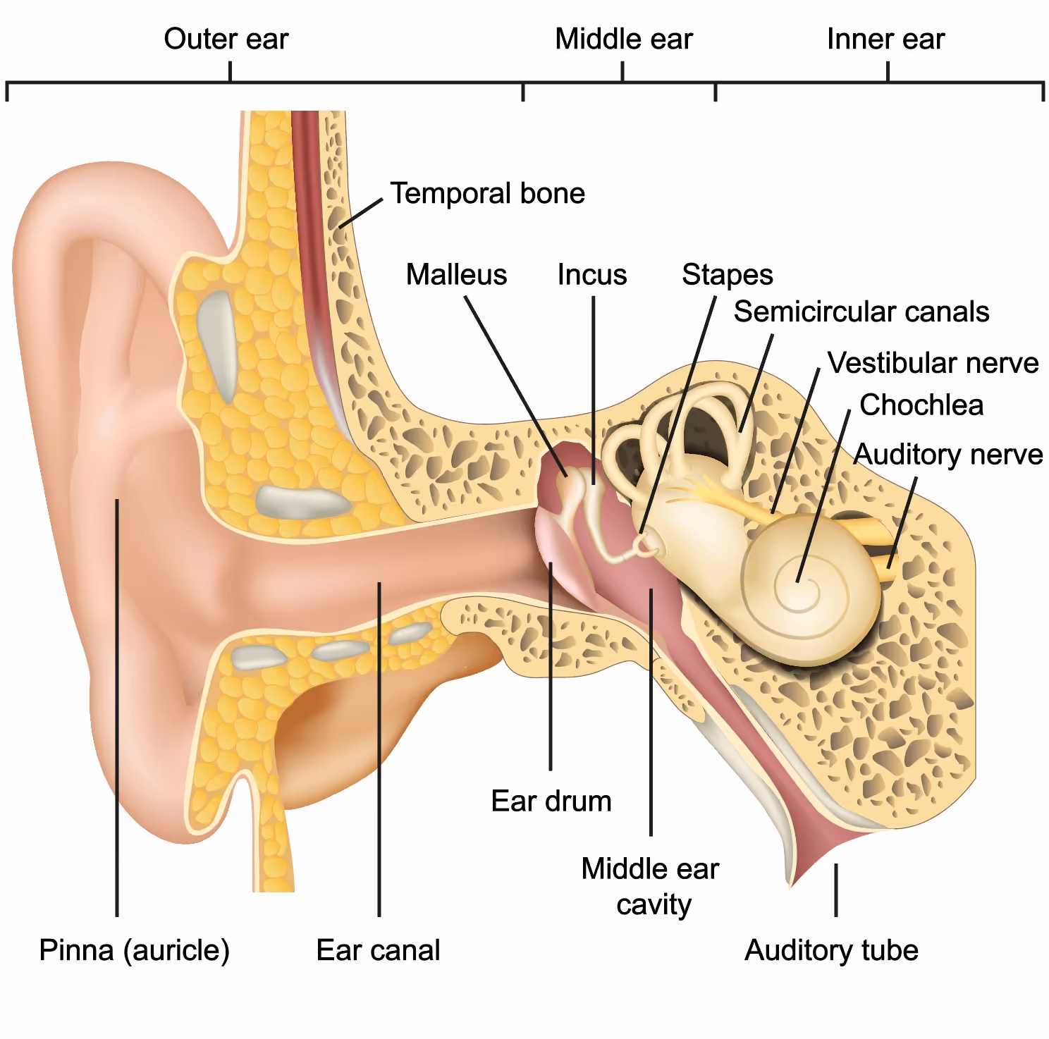 Hearing Loss