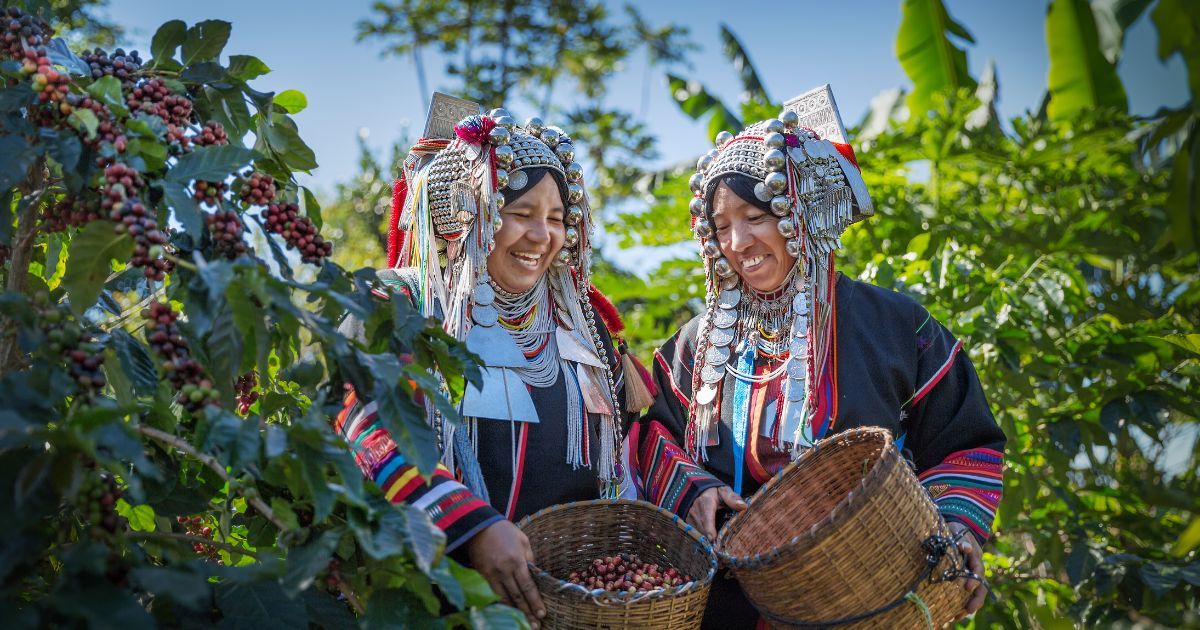 สายพันธุ์ กาแฟ พันธุ์ไทย - Thai coffee genus