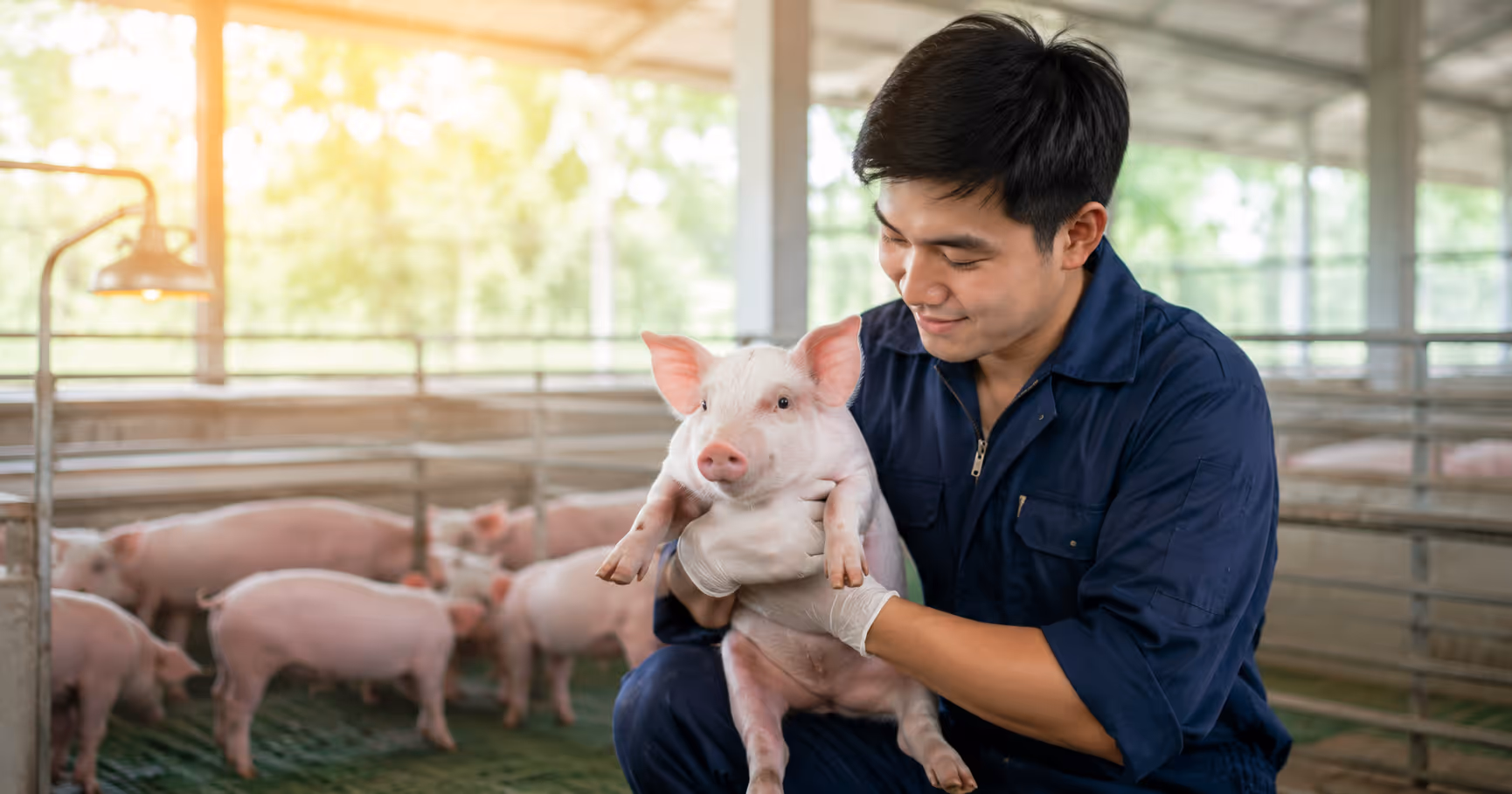A man holding a piglet inside a pig farm while wearing protective gloves to reduce the risk of infection from direct contact with pigs.