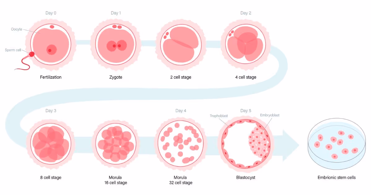 Ivf Embryo Grading Banner 2