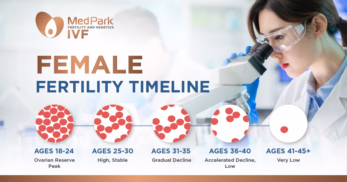 Female fertility timeline
