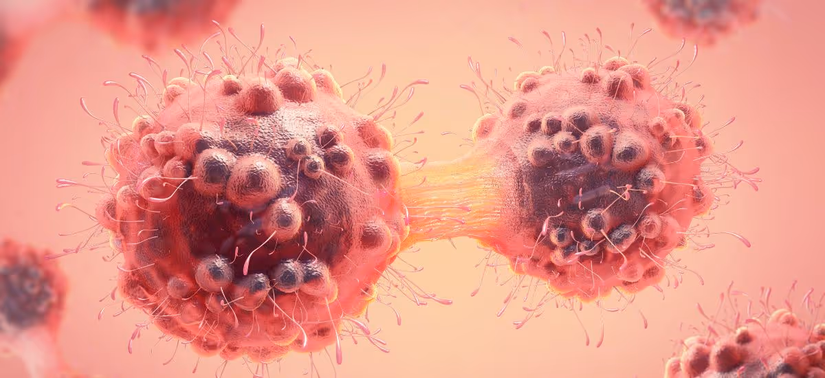 Proliferation of cancerr cells การแบ่งตัวของเซลล์มะเร็ง