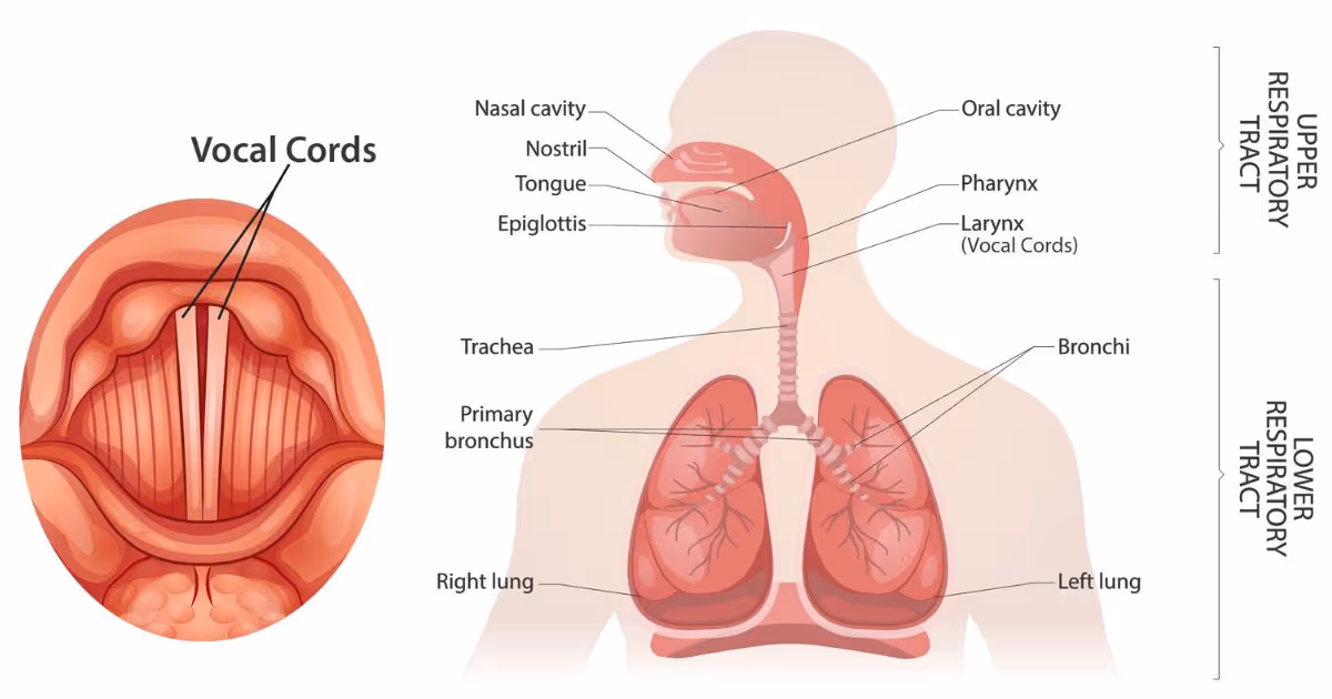 กล่องเสียงอักเสบ (Laryngitis) รูปแสดงจากเปล่งเสียง